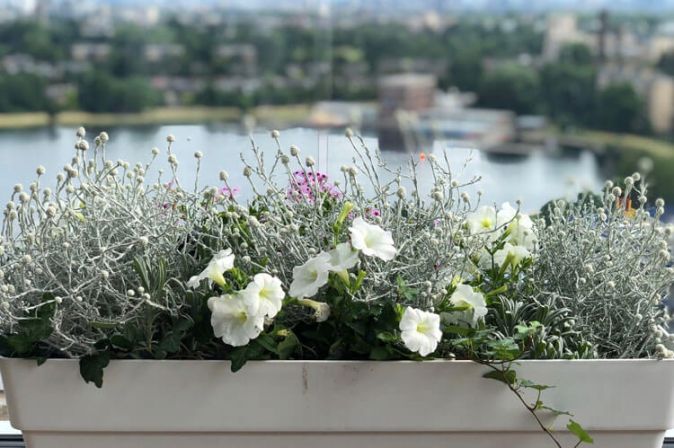Overcoming Problems for Balcony Plants