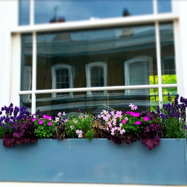 Window Boxes