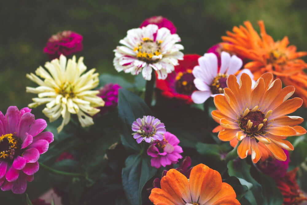 Looking After Your Plants