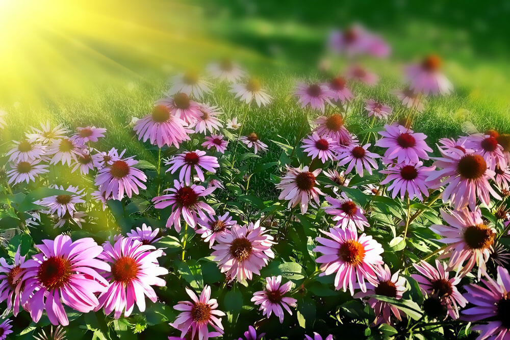 Planting Design