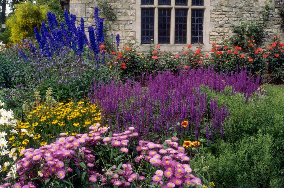 Flowering Plants for Colour