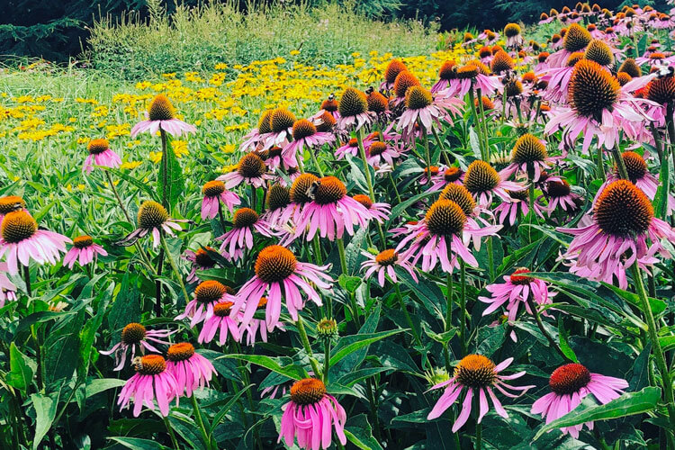 Planting Summer Perennials in London Gardens - Local Plant Delivery Service