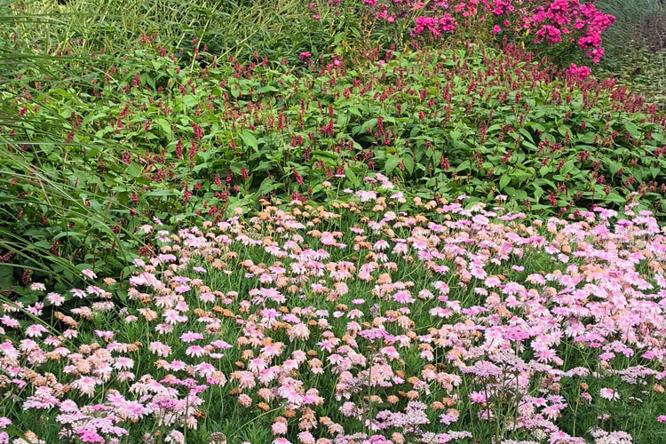 Planting Summer Perennials in London Gardens - Local Plant Delivery Service