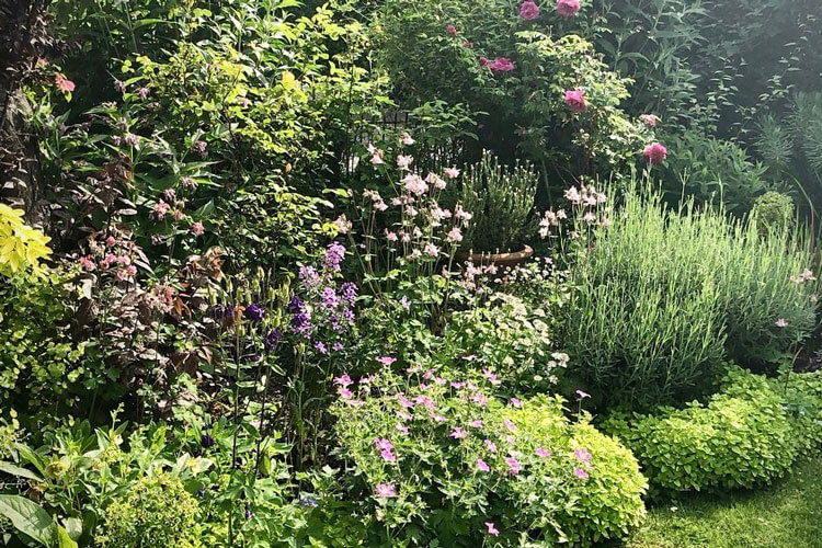 Planting Summer Perennials in London Gardens - Local Plant Delivery Service