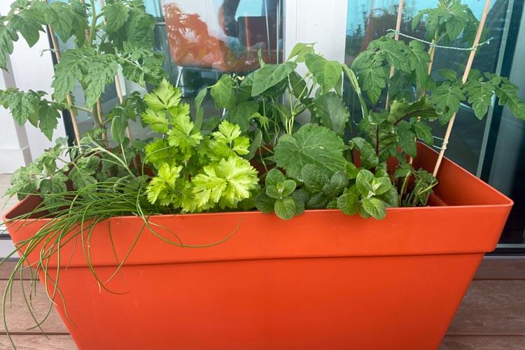 Planter to grow edibles