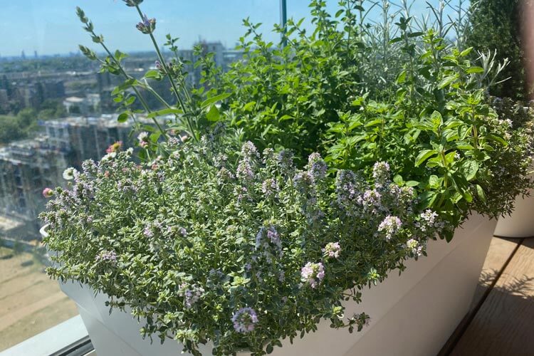 Planter to grow herbs